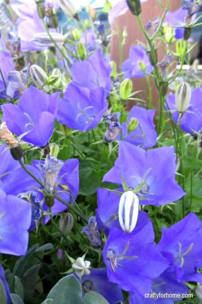 13 Easy To Grow Perennial Flowers From Seed | Plant these low care perennial flowers that bloom all summer in the full sun or partial shade from seed to save you on the budget for gardening. #gardeningtips #gardenideas #lowmaintenaceflowers #englishcottage #droughttolerantflowers #perennialflowers #perennialflowerforfullsun #perennialflowerforpartialshade for details on https://craftyforhome.com