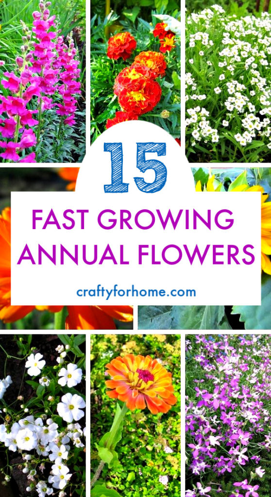 15 Easy Annual Flowers From Seed