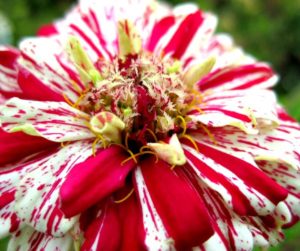 15 Easy To Grow Annual Flowers From Seed | If you are starting a garden then try these easy to grow annual flowers from seeds that will be blooming all summer long with minimal care in full sun or partial shade.