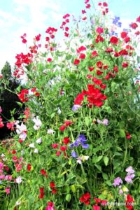 15 Easy To Grow Annual Flowers From Seed | If you are starting a garden then try these easy to grow annual flowers from seeds that will be blooming all summer long with minimal care in full sun or partial shade. #flowerforfullsun #flowerforshade #annualflowersfromseeds #annualflowersforbeds #landscapingwithannualflowers #annualflowersforborder #easyannualflowers #lowmaintenaceflowers #annualflowersforpots for details on https://craftyforhome.com