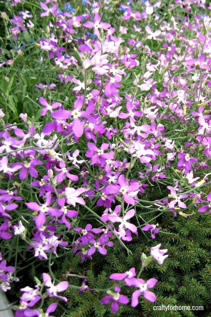 15 Easy To Grow Annual Flowers From Seed Crafty For Home