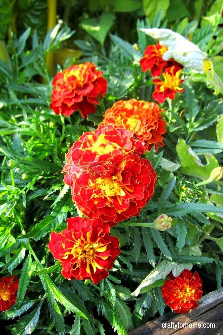 15 Easy To Grow Annual Flowers From Seed Crafty For Home