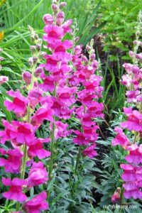 15 Easy To Grow Annual Flowers From Seed | If you are starting a garden then try these easy to grow annual flowers from seeds that will be blooming all summer long with minimal care in full sun or partial shade. #flowerforfullsun #flowerforshade #annualflowersfromseeds #annualflowersforbeds #landscapingwithannualflowers #annualflowersforborder #easyannualflowers #lowmaintenaceflowers #annualflowersforpots for details on https://craftyforhome.com