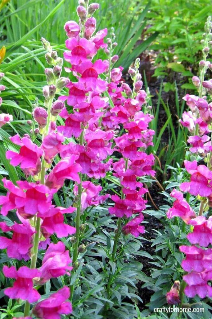 15 Easy To Grow Annual Flowers From Seed | If you are starting a garden then try these easy to grow annual flowers from seeds that will be blooming all summer long with minimal care in full sun or partial shade. #flowerforfullsun #flowerforshade #annualflowersfromseeds #annualflowersforbeds #landscapingwithannualflowers #annualflowersforborder #easyannualflowers #lowmaintenaceflowers #annualflowersforpots for details on https://craftyforhome.com