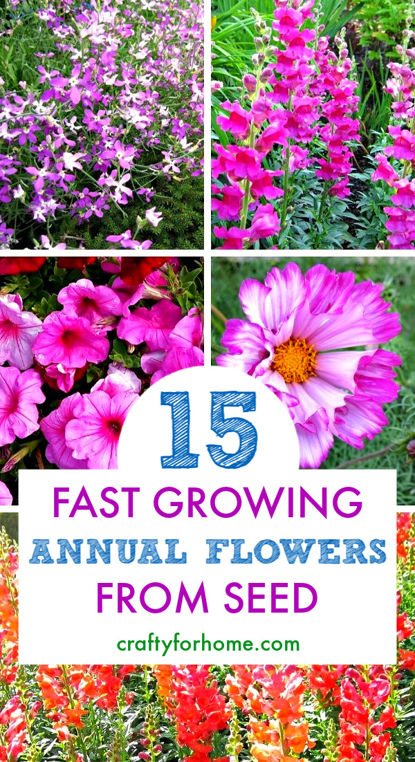 15 Easy To Grow Annual Flowers From Seed Crafty For Home