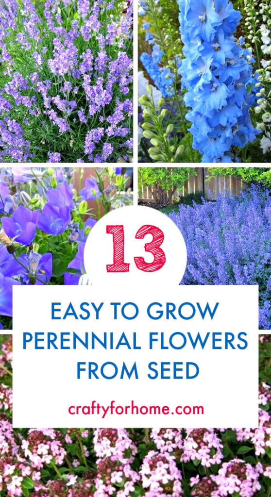 Easy To Grow Perennial Flowers From Seed