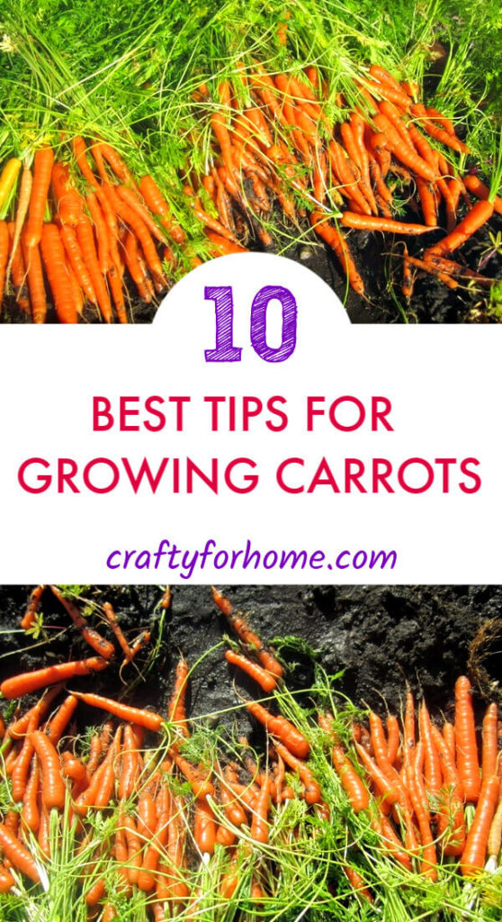 10 Best Tips For Growing Carrots