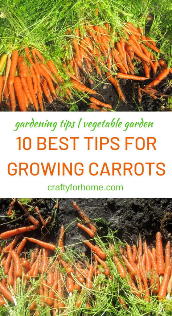 10 Best Tips For Growing Carrots | Gardening tips on how to grow carrots for the best harvest at home garden. #gardeningtips #growingcarrots #vegetablegraden #organicgarden #carrotforcontainergarden | Crafty For Home