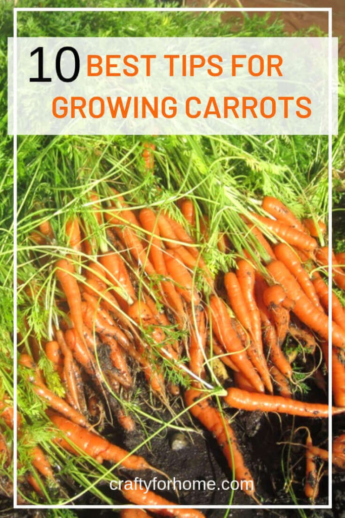 10 Best Tips For Growing Carrots Crafty For Home