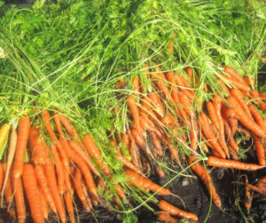 10 Best tips for growing carrots