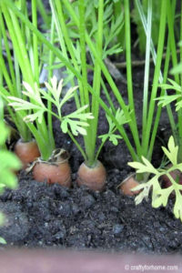 Best tips for growing carrots