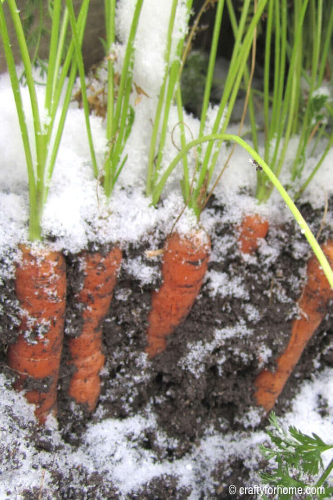 Carrot in the early frost