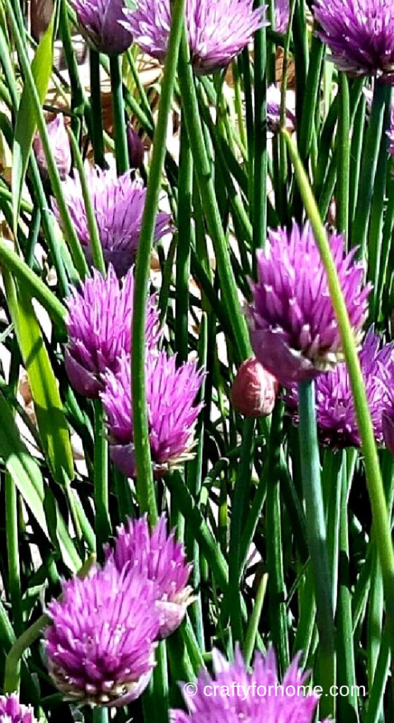 Growing Chives With Carrots