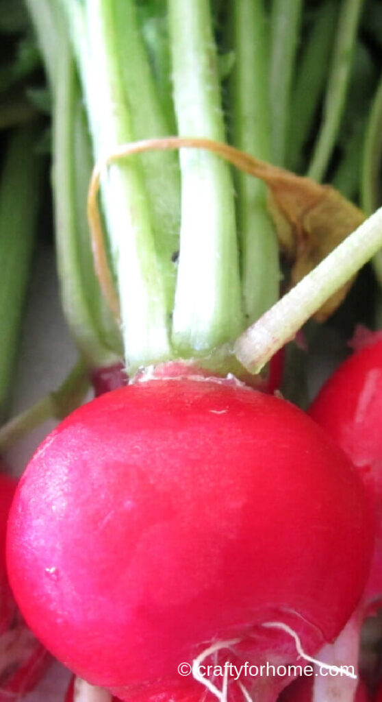 Growing Radish With Carrots