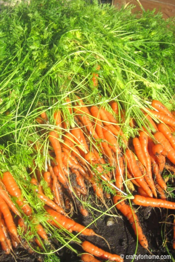 Harvesting carrots