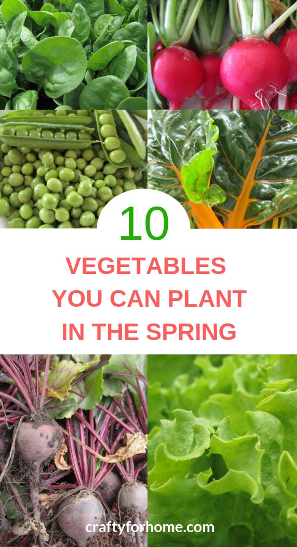 10 Vegetables You Can Plant In The Early Spring
