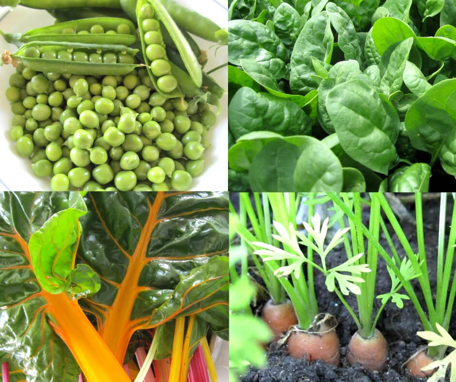 Vegetables To Plant In Spring - Plant Ideas