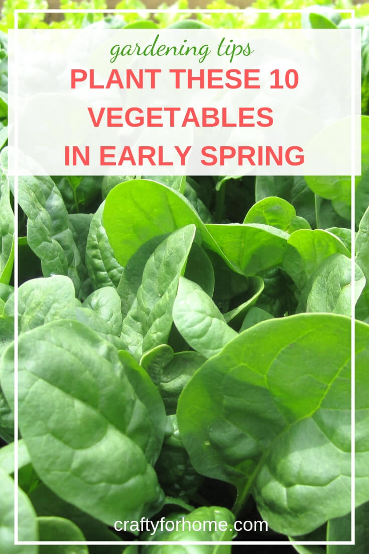 10 Vegetables You Can Plant In The Spring Crafty For Home
