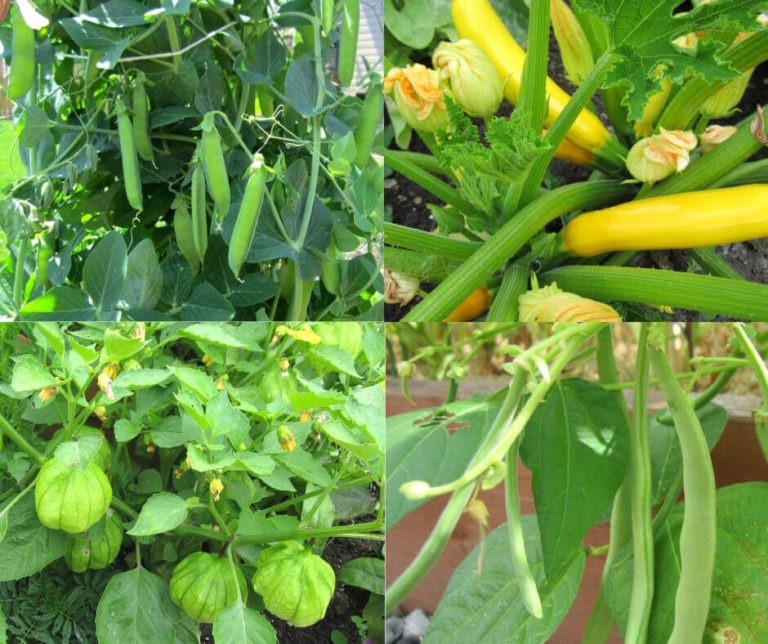 20 Easy To Grow Vegetables From Seed