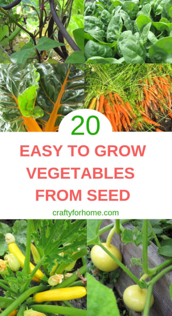 20 Easy To Grow Vegetables From Seeds