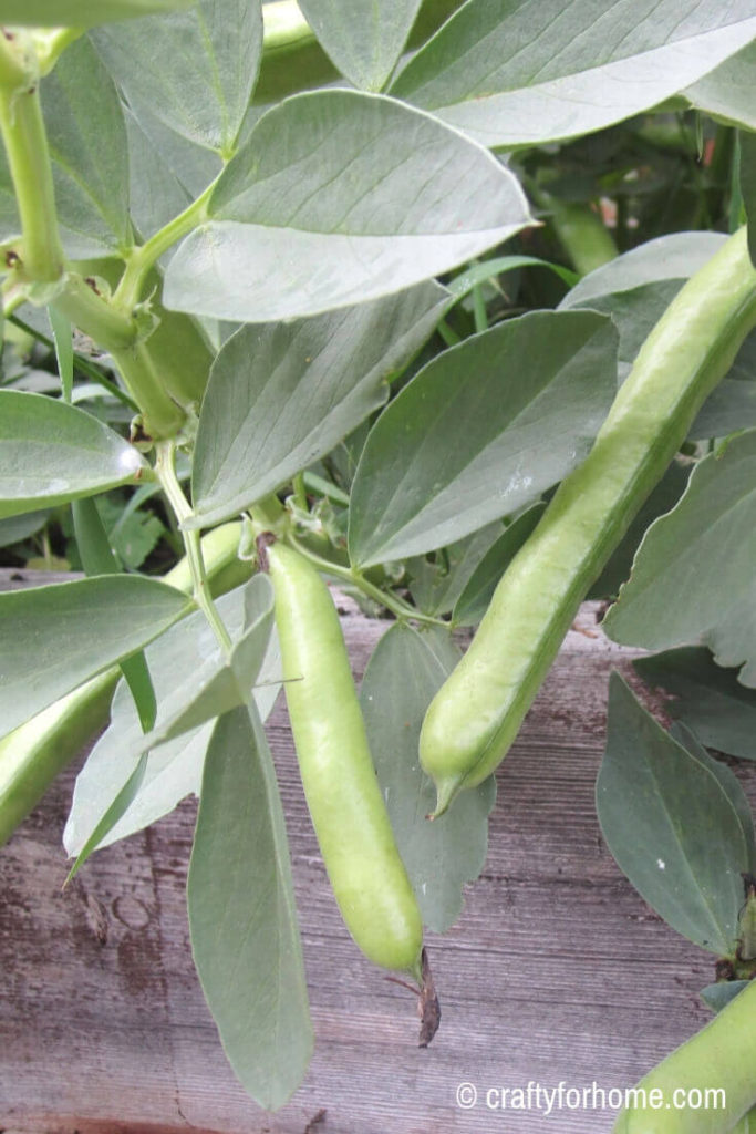 Fava Beans 20 Easy To Grow Vegetables From Seed