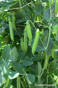 Green Peas for 20 Easy To Grow Vegetables From Seed