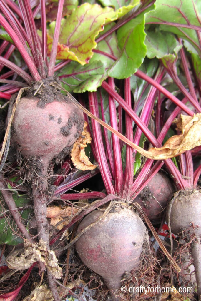 Growing beets in the early spring
