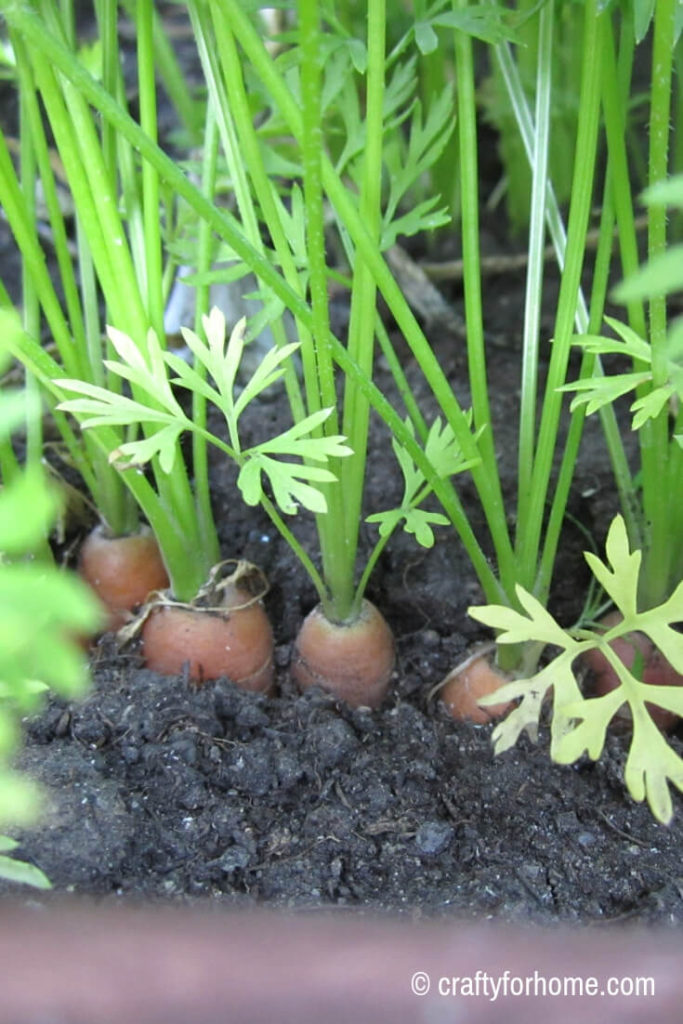 Growing carrots in the early spring