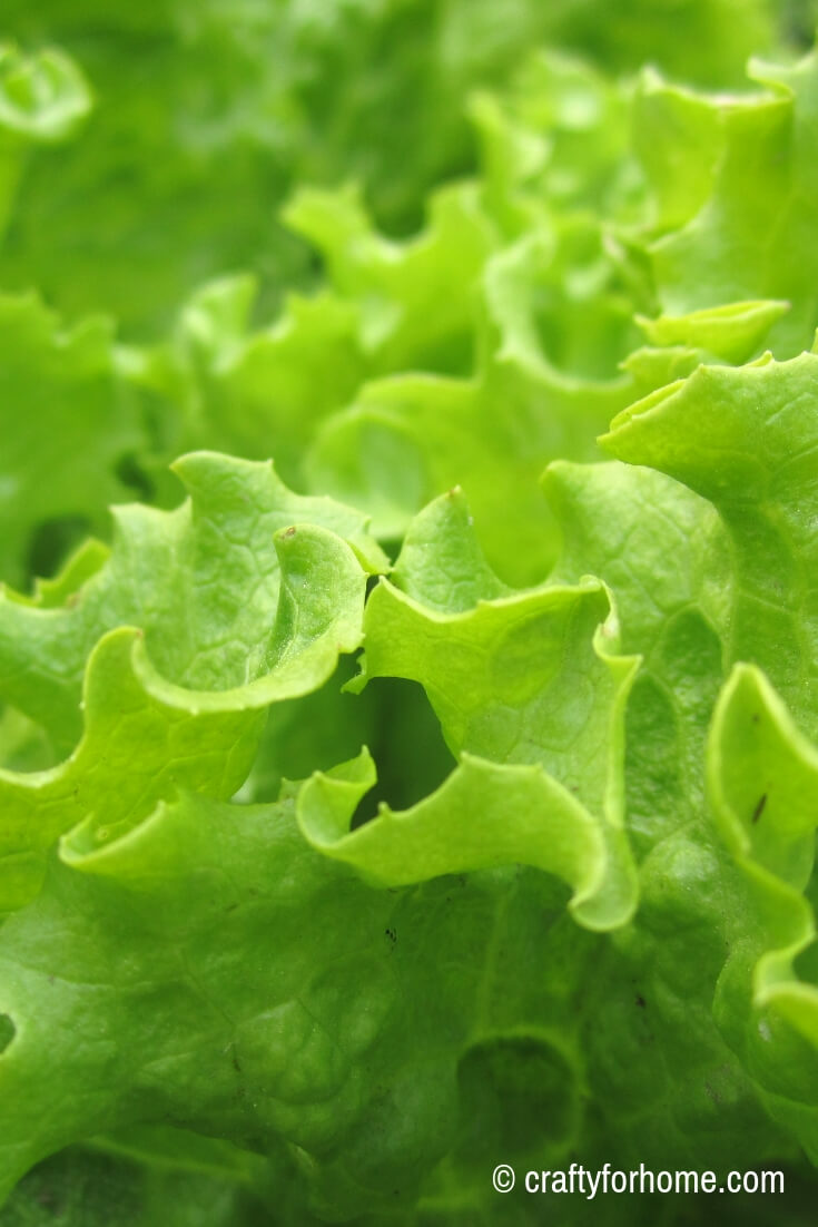 10 Vegetables You Can Plant In The Spring Crafty For Home