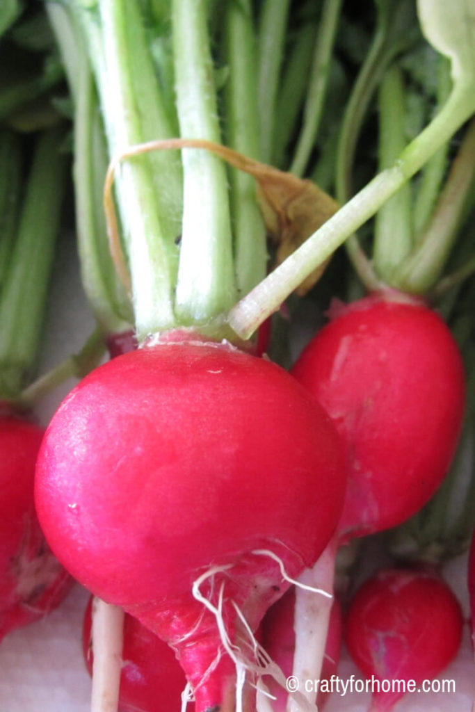Growing radish in the early spring
