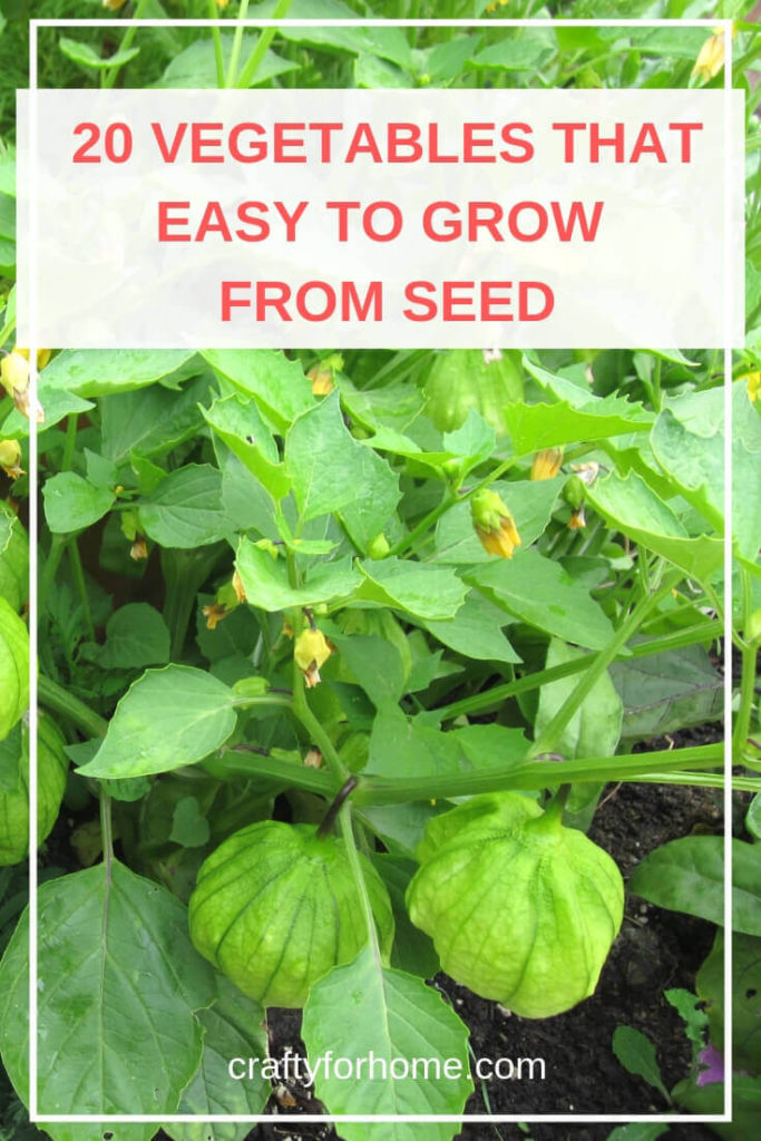 Lists of 20 Easy To Grow Vegetables From Seed