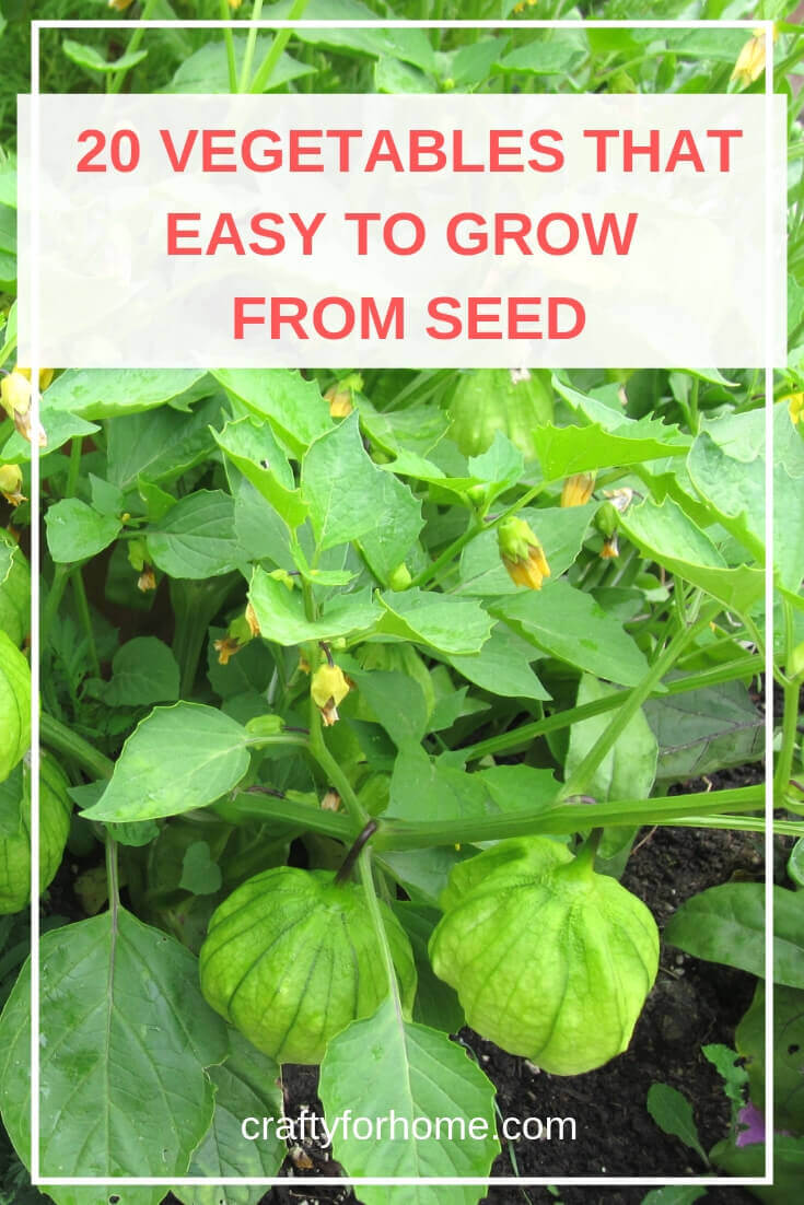 20 Easy To Grow Vegetables From Seed | Crafty For Home