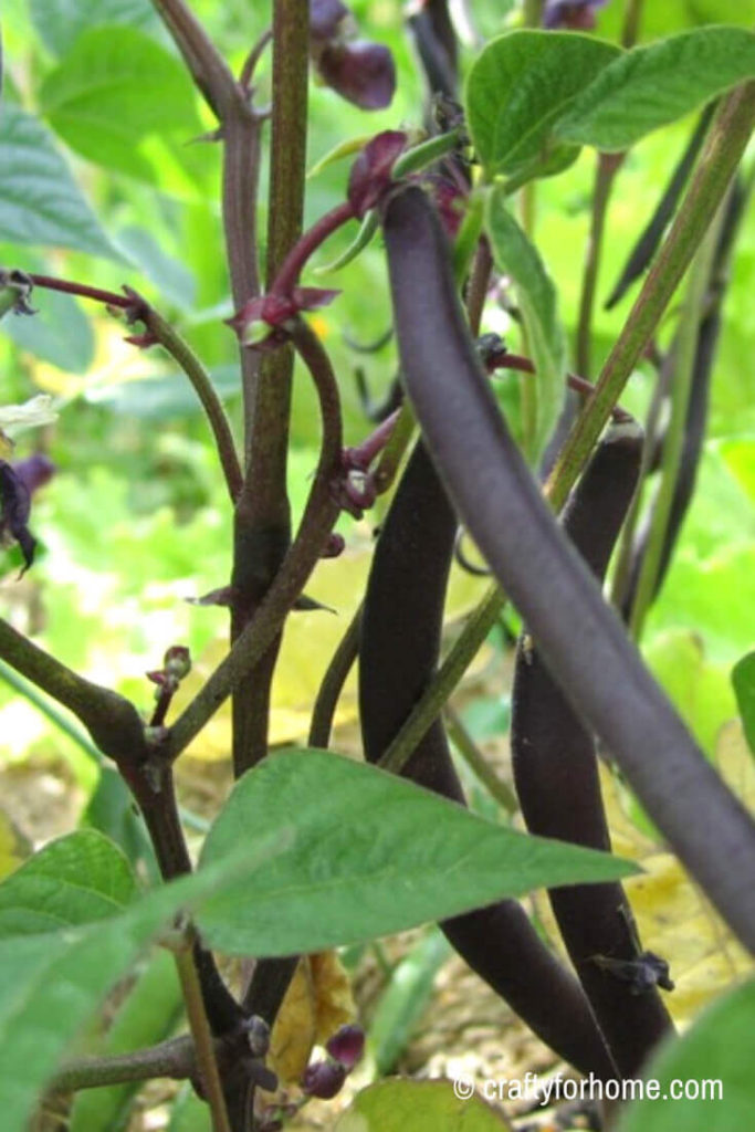 Purple beans for 20 Easy To Grow Vegetables From Seed