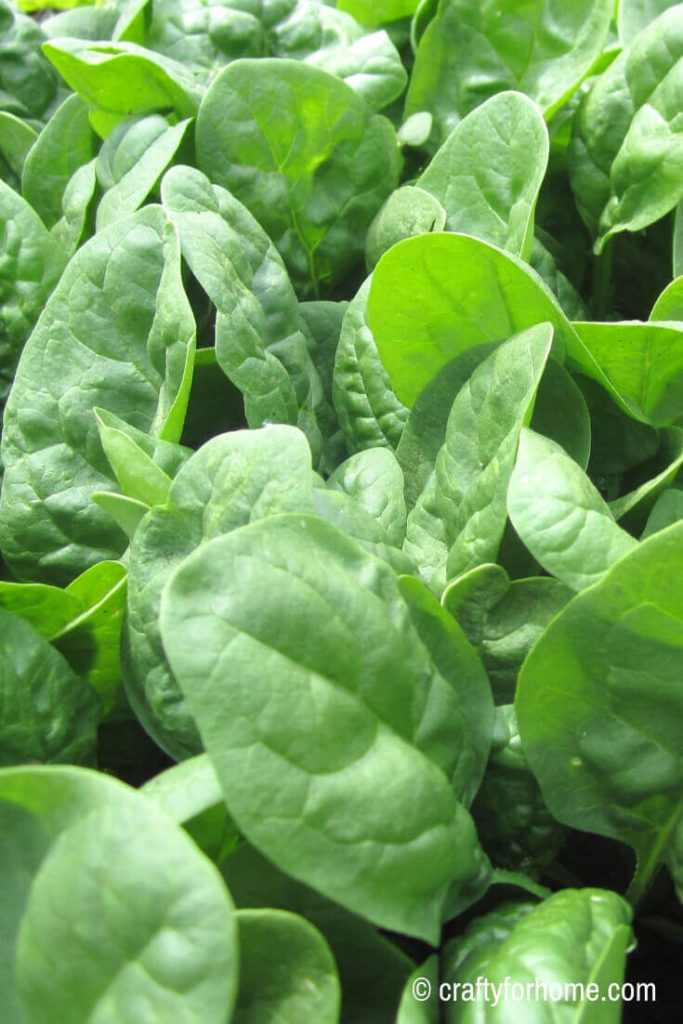 Spinach for 20 Easy To Grow Vegetables From Seed