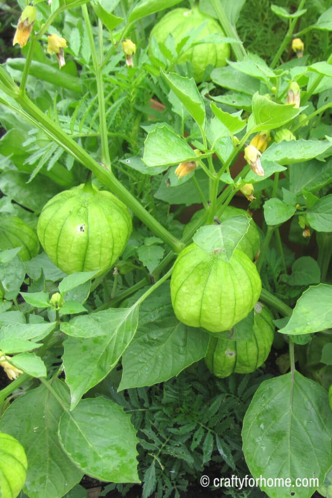 Tomatillo for 20 Easy To Grow Vegetables From Seed