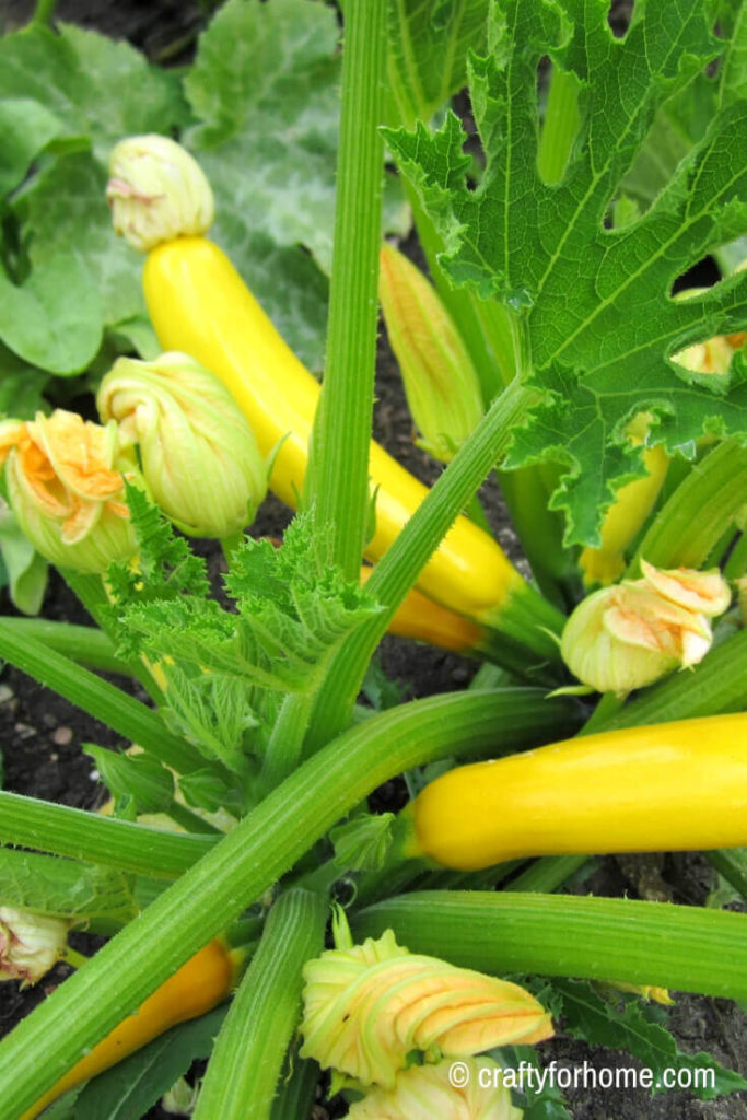 Zucchni for 20 Easy To Grow Vegetables From Seed