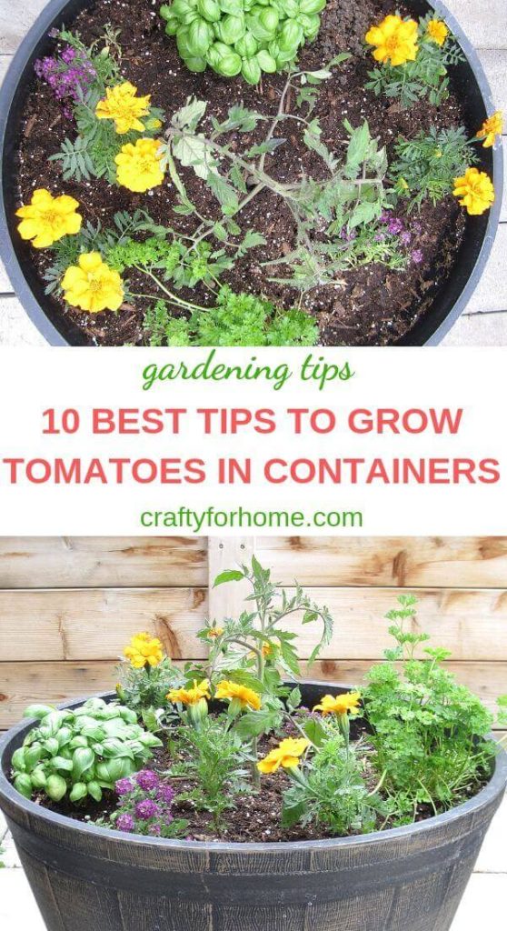 10 Best Tips To Grow Tomatoes In Containers