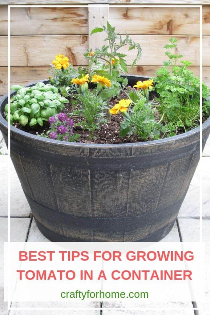 10 Best Tips To Grow Tomatoes In Pots