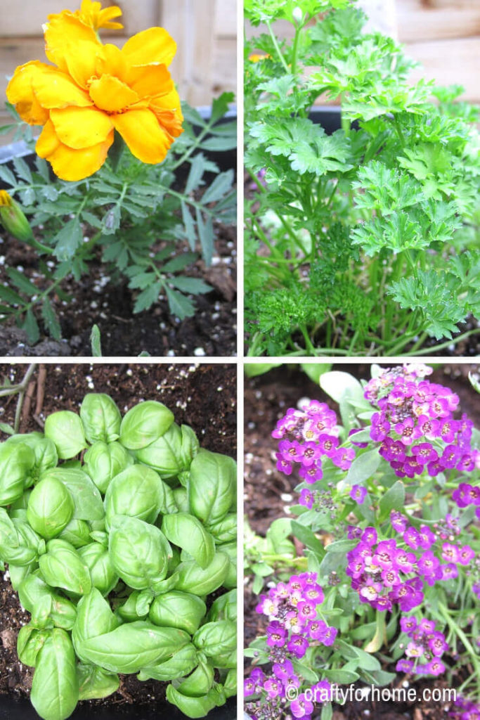 Companion Planting For Tomatoes In Containers