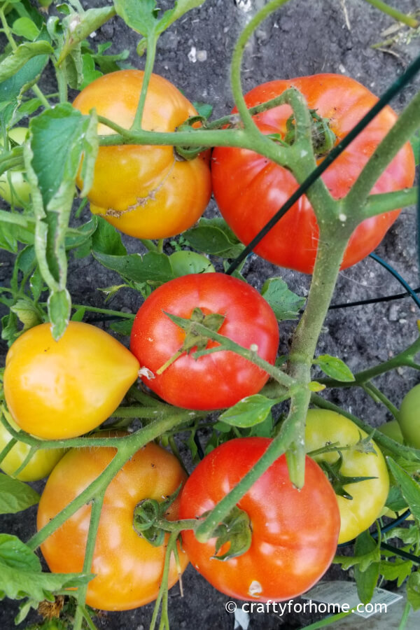 Early Girl Tomatoes