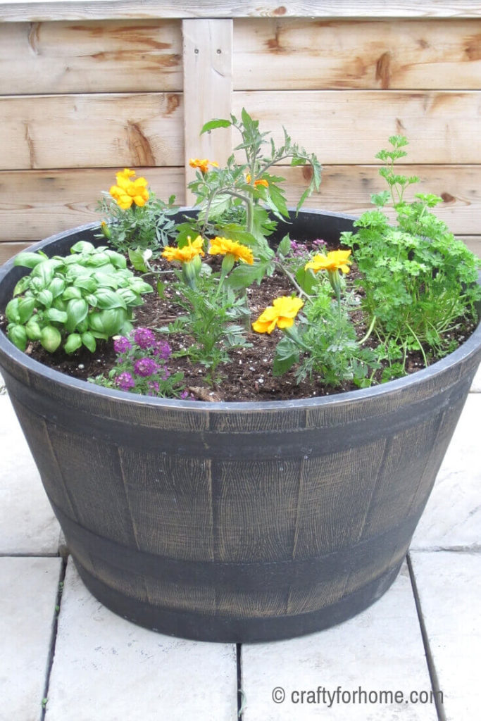 Growing Tomatoes And Herbs In A Container