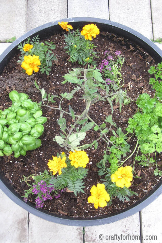 Layout For Growing Tomatoes In Containers