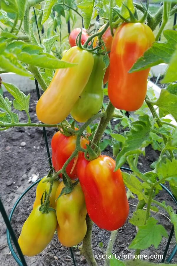 San Marzano Tomatoes