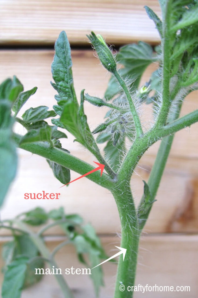 Tomato Plant Suckers
