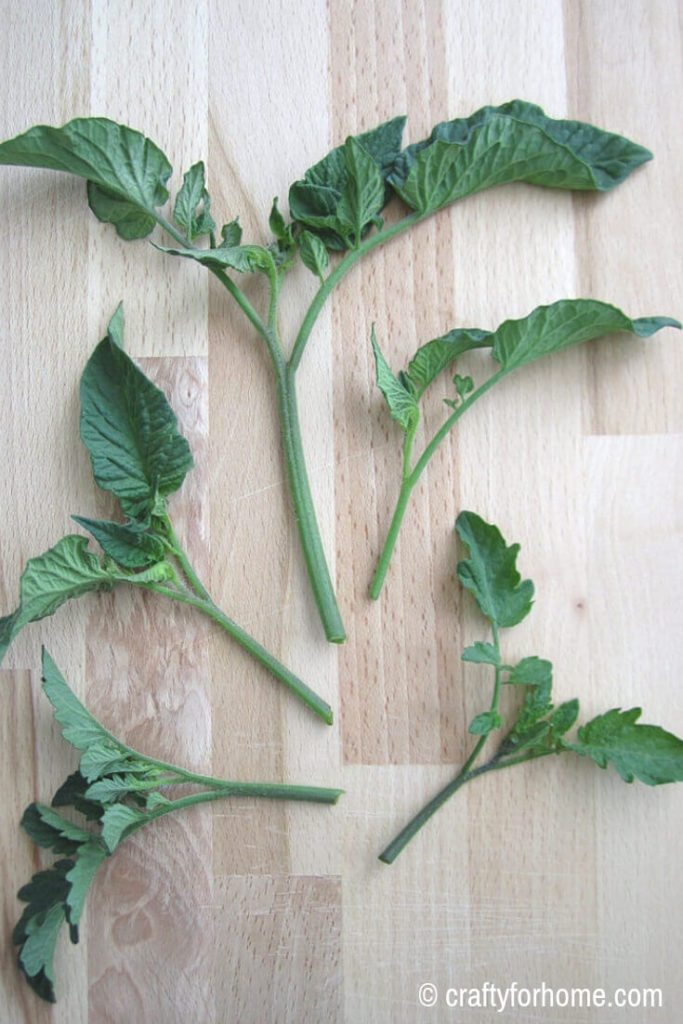 Tomato Plant Suckers Cuttings