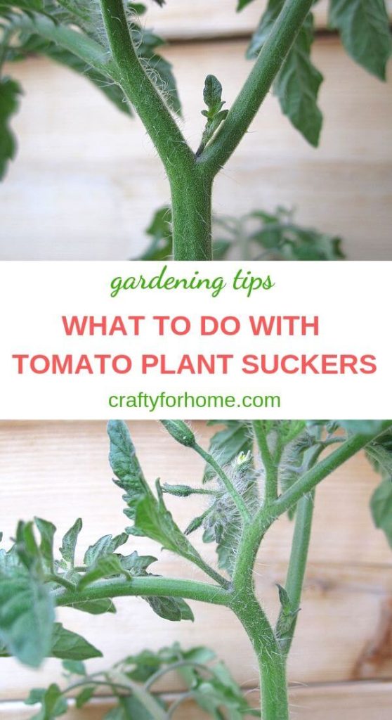 What To Do With The Tomato Plant Suckers