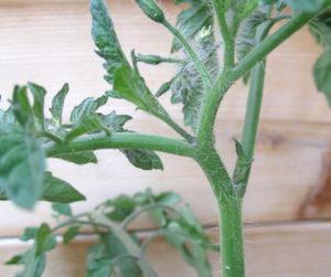 What To Do With Tomato Plant Suckers
