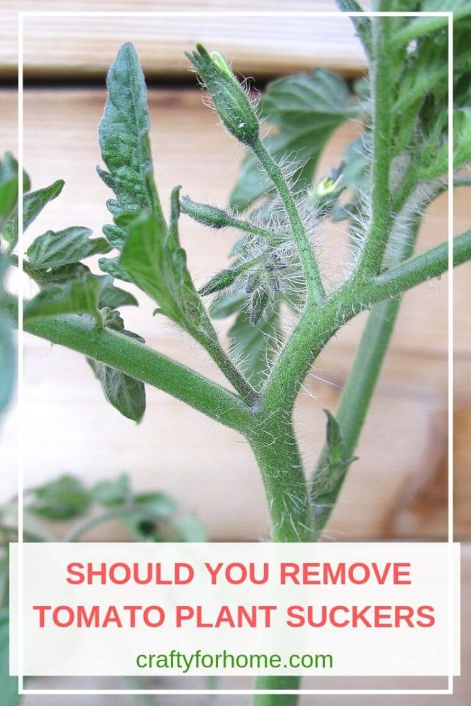 What To Do With Tomato Plant Suckers