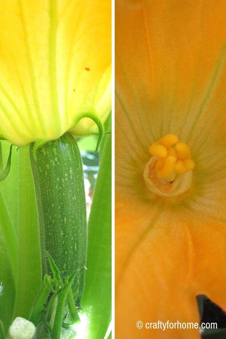 Female Zucchini Flower Crafty For Home
