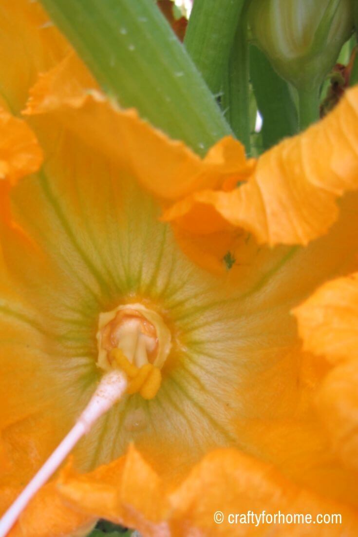 How To HandPollinate Zucchini Flowers Crafty For Home
